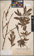 Foto von Salix caprea L. x Salix eleagnos Scop.